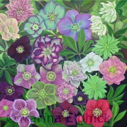 Peggy Ballard and other Hellebores, oil on canvas by Marina Elphick, painter and batik artist working in the UK