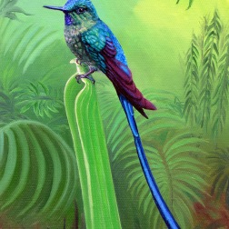Long Tailed Sylph, oil