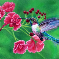 Red Throated Broad tail, oil on canvas